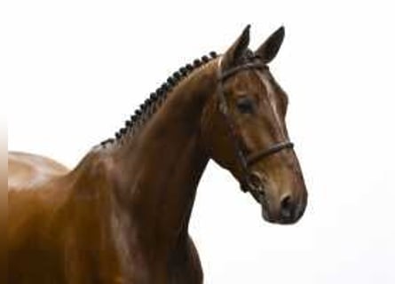 Zangersheider, Gelding, 4 years, 17,2 hh, Brown