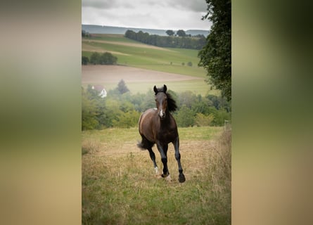 Zangersheider, Gelding, 4 years, 17 hh, Bay-Dark