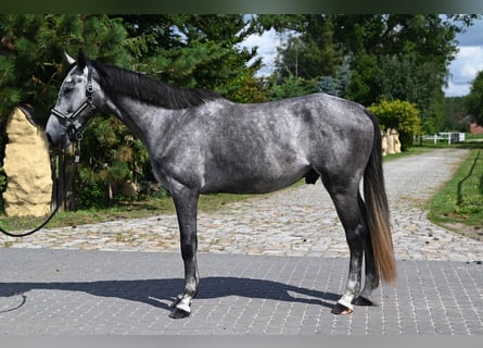 Zangersheider, Gelding, 4 years, 17 hh, Grey