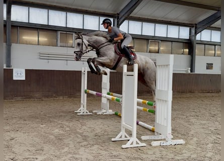 Zangersheider, Gelding, 4 years, 17 hh, Grey