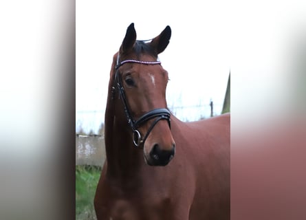 Zangersheider, Gelding, 4 years, 17,1 hh, Brown