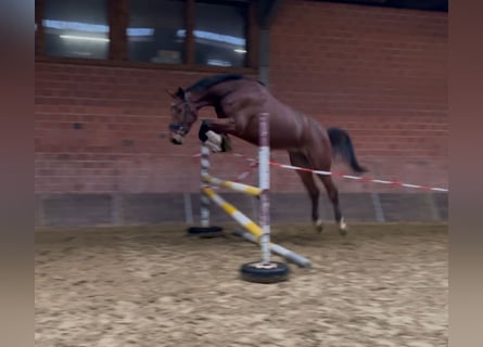 Zangersheider, Gelding, 4 years, 17,1 hh, Brown