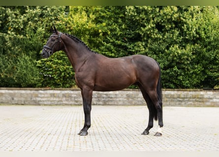 Zangersheider, Gelding, 4 years, Bay-Dark