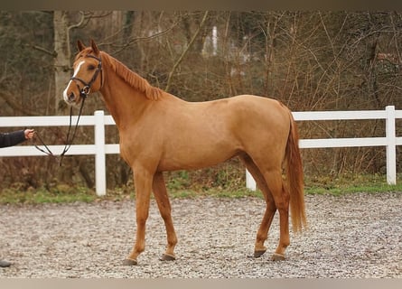 Zangersheider, Gelding, 4 years, Chestnut-Red