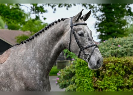 Zangersheider, Gelding, 4 years, Gray