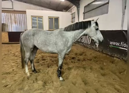 Zangersheider, Gelding, 4 years, Grey