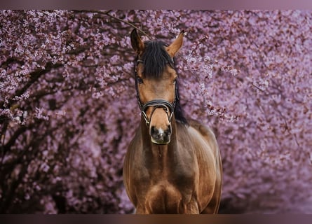 Zangersheider, Gelding, 4 years