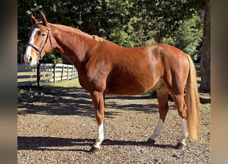 Zangersheider, Gelding, 5 years, 15.3 hh, Chestnut