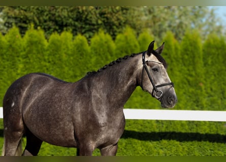 Zangersheider, Gelding, 5 years, 15,2 hh, Grey