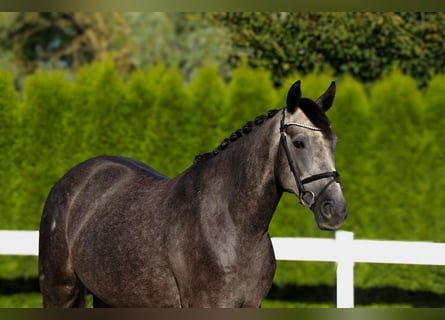 Zangersheider, Gelding, 5 years, 15,2 hh, Grey
