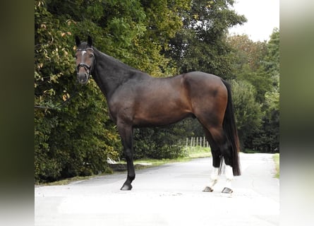 Zangersheider, Wallach, 5 Jahre, 16,1 hh, Dunkelbrauner