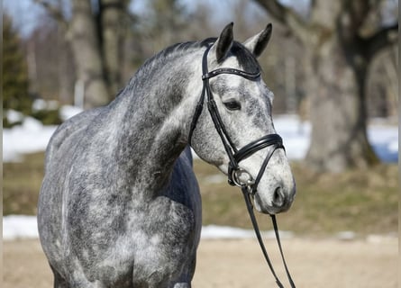 Zangersheider, Gelding, 5 years, 16.1 hh, Grey