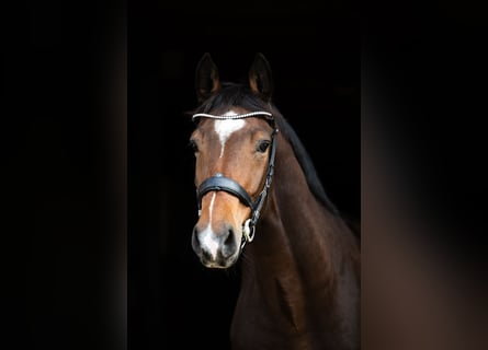 Zangersheider, Gelding, 5 years, 16.2 hh, Bay-Dark