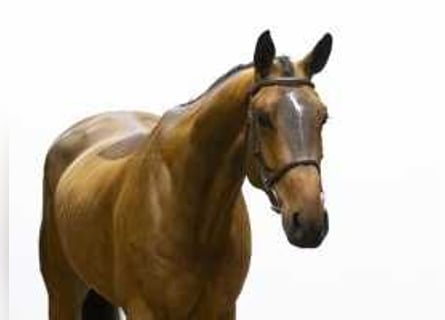 Zangersheider, Gelding, 5 years, 16,2 hh, Brown