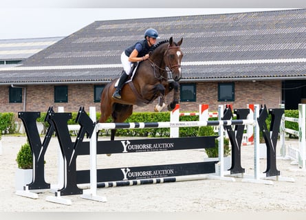 Zangersheider, Gelding, 5 years, 16.3 hh, Bay-Dark