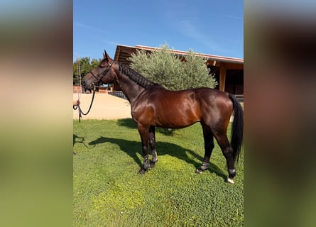 Zangersheider Mix, Gelding, 5 years, 16 hh, Brown