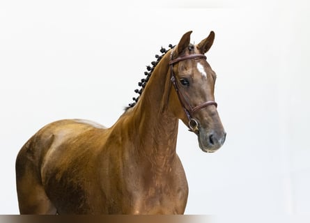 Zangersheider, Gelding, 5 years, 16 hh, Chestnut-Red