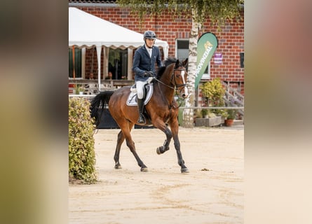 Zangersheider, Gelding, 5 years, 16,1 hh, Bay-Dark