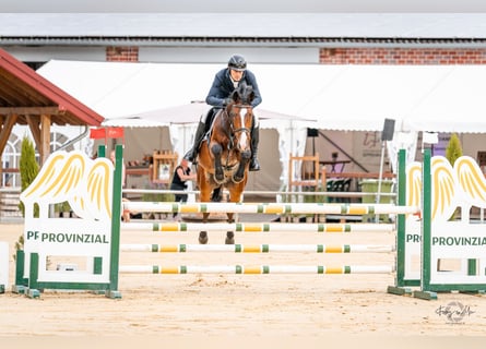 Zangersheider, Gelding, 5 years, 16,1 hh, Bay-Dark