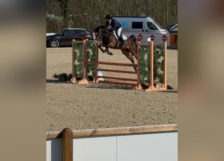 Zangersheider, Gelding, 5 years, 16,1 hh, Bay-Dark