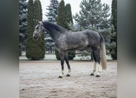 Zangersheider, Gelding, 5 years, 16,1 hh, Grey