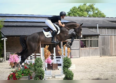 Zangersheider, Gelding, 5 years, 16,2 hh, Bay-Dark
