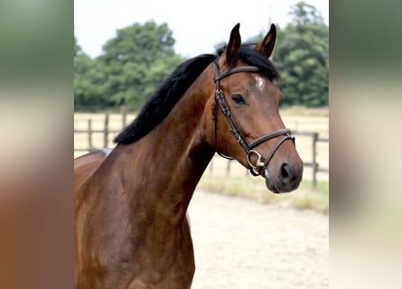 Zangersheider, Gelding, 5 years, 16,2 hh, Bay-Dark