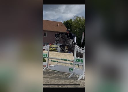 Zangersheider, Gelding, 5 years, 16,2 hh, Grey