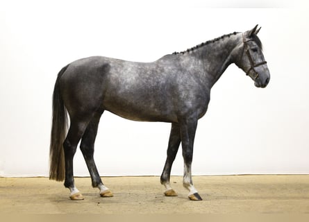 Zangersheider, Gelding, 5 years, 16,2 hh, Grey