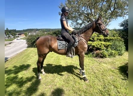 Zangersheider, Gelding, 5 years, 16,3 hh, Bay-Dark