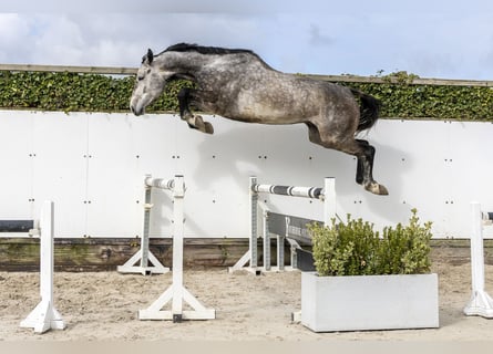 Zangersheider, Gelding, 5 years, 17.1 hh, Bay-Dark