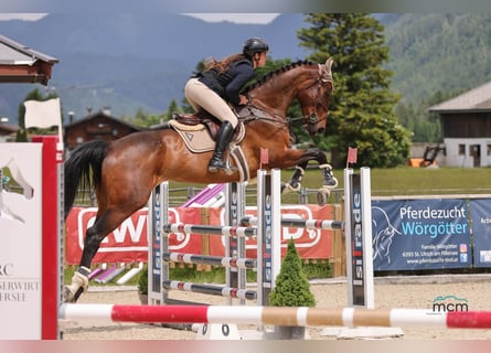 Zangersheider, Gelding, 5 years, 17.2 hh, Brown