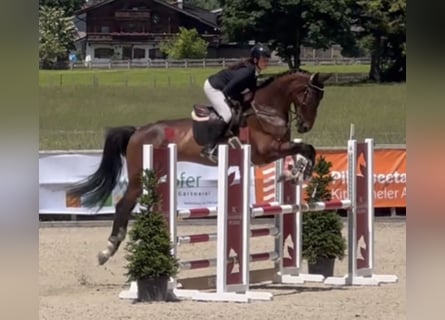 Zangersheider, Gelding, 5 years, 17.2 hh, Brown