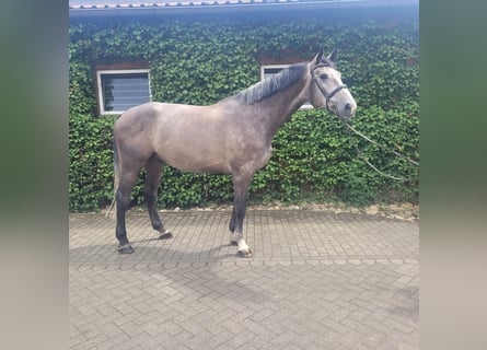 Zangersheider, Gelding, 5 years, 17.2 hh, Grey