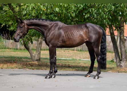 Zangersheider, Gelding, 5 years, 17 hh, Bay-Dark