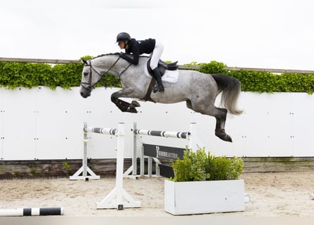 Zangersheider, Gelding, 5 years, 17 hh, Gray