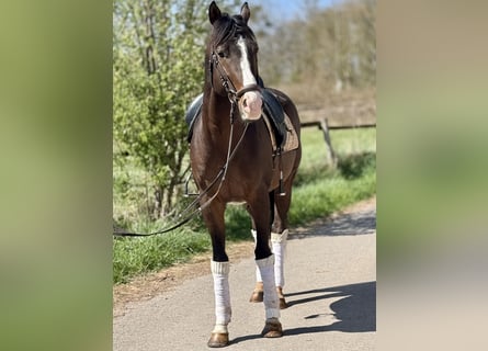 Zangersheider, Gelding, 6 years, 16.1 hh, Brown