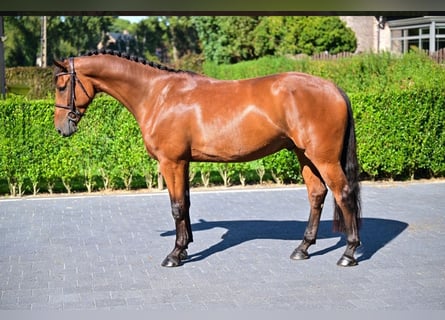 Zangersheider, Gelding, 6 years, 16.1 hh, Brown