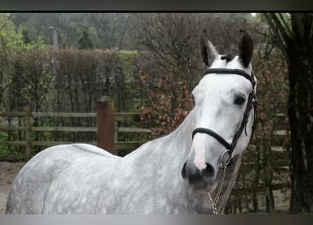 Zangersheider, Gelding, 6 years, 16.1 hh, Grey-Dapple