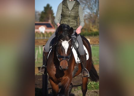 Zangersheider, Gelding, 6 years, 16.3 hh, Brown