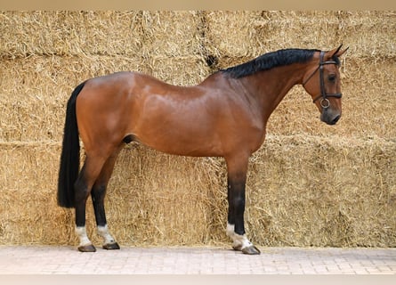 Zangersheider, Gelding, 6 years, 16 hh, Bay