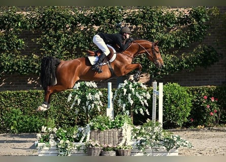 Zangersheider, Gelding, 6 years, 16 hh, Brown