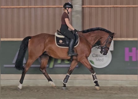 Zangersheider, Wallach, 6 Jahre, 16 hh, Brauner