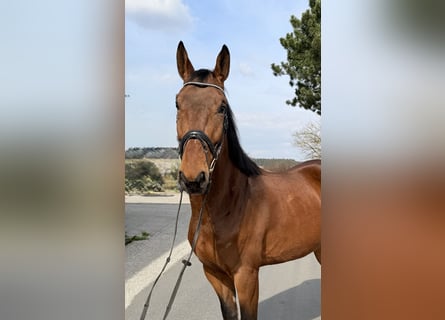 Zangersheider, Gelding, 6 years, 16,1 hh, Brown