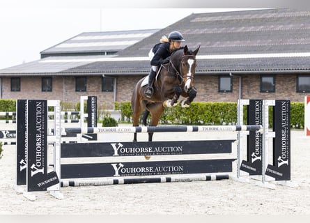 Zangersheider, Gelding, 6 years, 16,1 hh, Brown