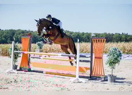 Zangersheider, Gelding, 6 years, 16,2 hh, Brown