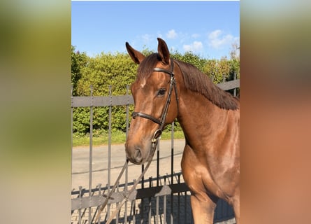 Zangersheider, Gelding, 6 years, 16,2 hh, Chestnut