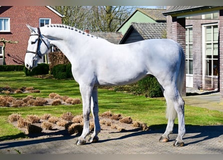 Zangersheider, Gelding, 6 years, 16,2 hh, Gray