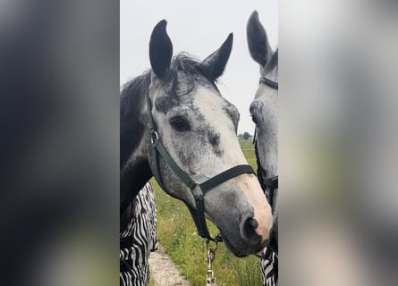 Zangersheider, Gelding, 6 years, 16,2 hh, Grey