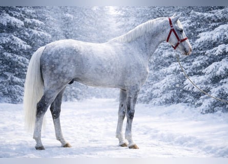 Zangersheider, Gelding, 6 years, 16,3 hh, Grey